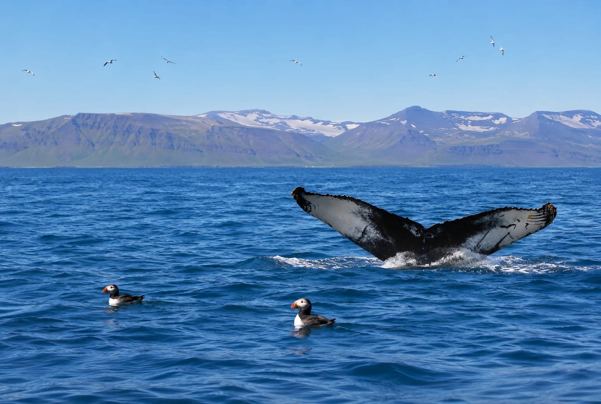 Whale Watching And Puffin Tour Reykjavik